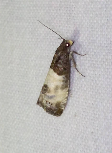 Notocelia cynosbatella - rózsahajtás-tükrösmoly