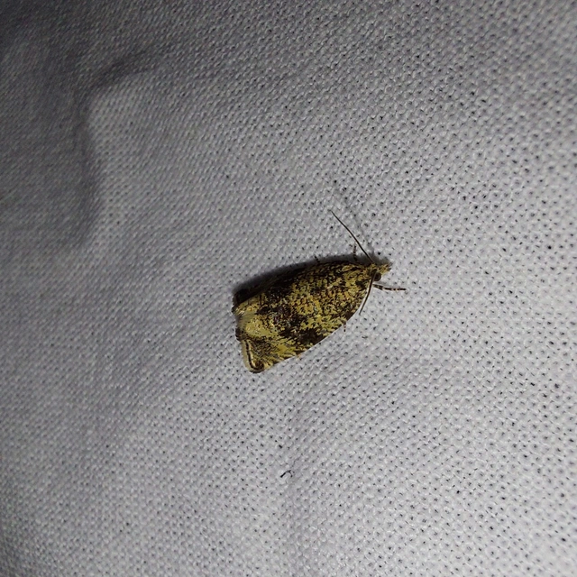 Celypha lacunana - vízparti tükrösmoly