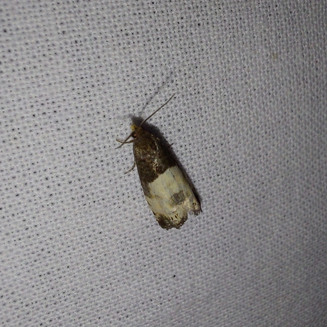 Notocelia cynosbatella - rózsahajtás-tükrösmoly