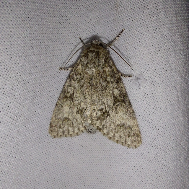 Acronicta megacephala - nagyfejű szigonyosbagoly