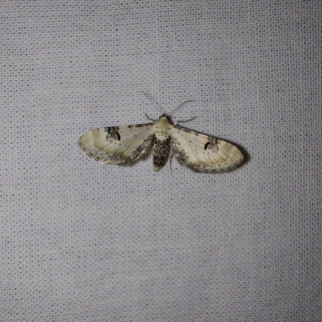 Eupithecia centaureata - búzavirág-törpearaszoló