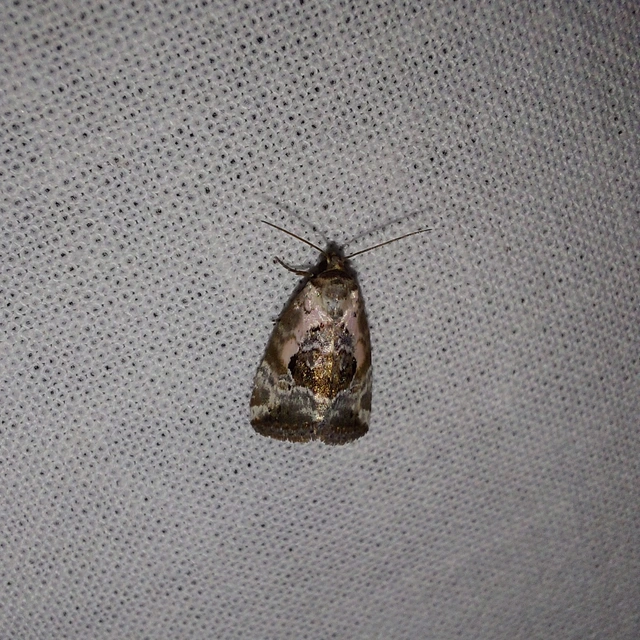 Hapalotis venustula - rózsaszínű mázasbagoly
