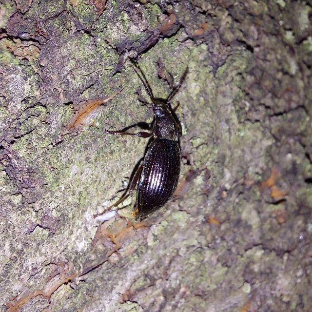 Stenomax aeneus - bronzos gyászbogár