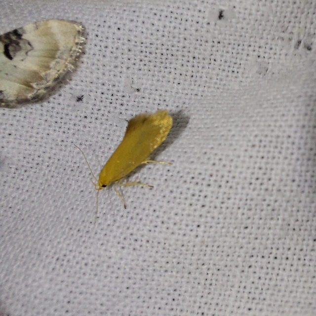 Crassa tinctella/unitella