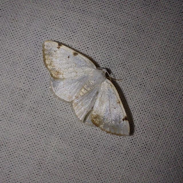 Lomographa bimaculata - kétpontos fehéraraszoló
