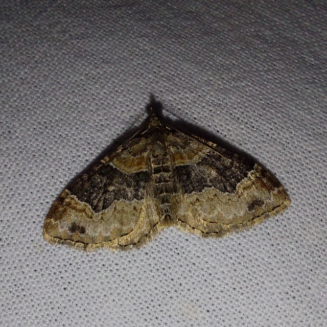 Xanthorhoe ferrugata - kerti tarkaaraszoló