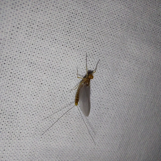 Ephemeroptera - Kérészek