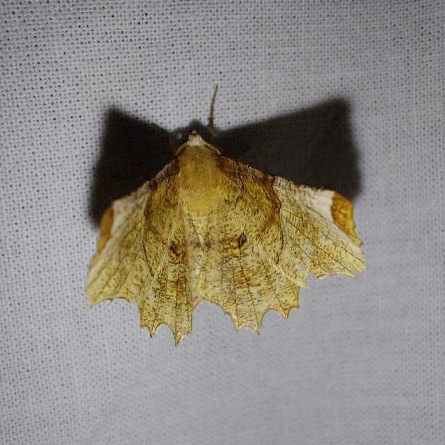 Selenia lunularia - egyfoltos holdasaraszoló