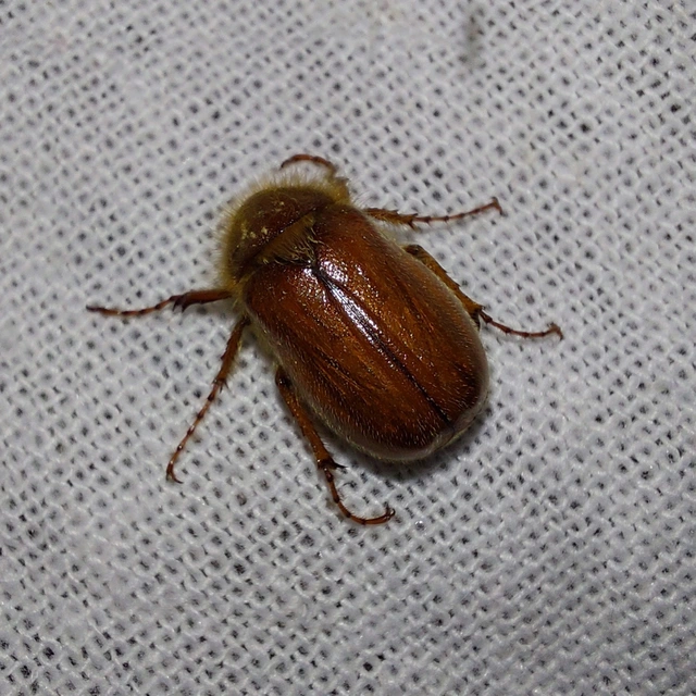 Holochelus vernus - tavaszi cserebogár