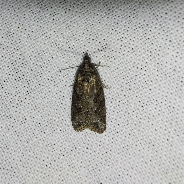 Cnephasia