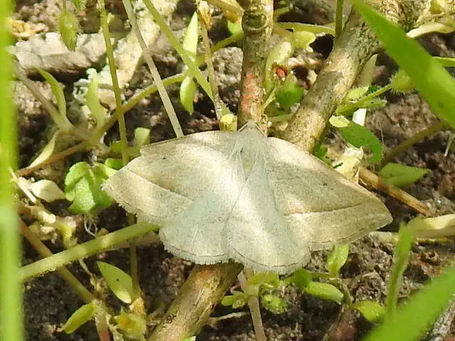 Petrophora chlorosata - páfrányaraszoló