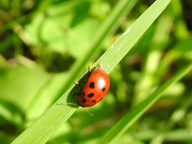 Gonioctena fornicata - közönséges lucernabogár