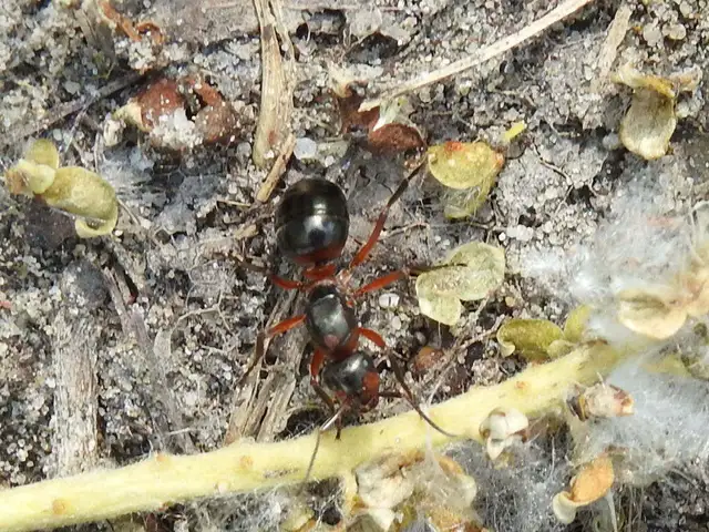Formica rufa - erdei vöröshangya