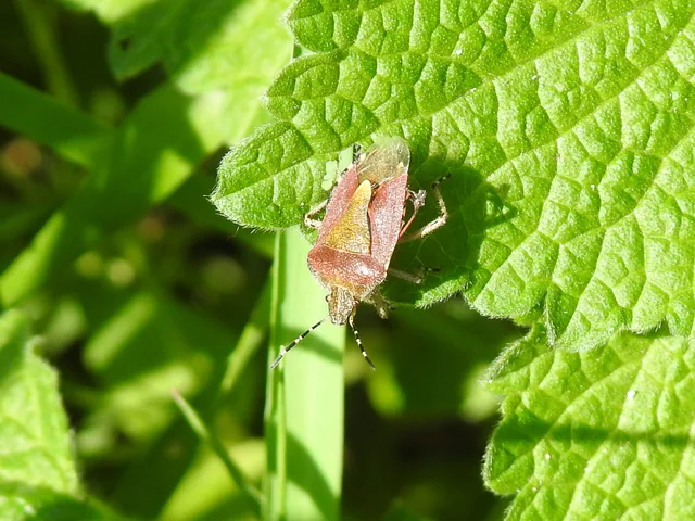Dolycoris baccarum - közönséges bogyómászó-poloska Dolycoris baccarum - közönséges bogyómászó-poloska