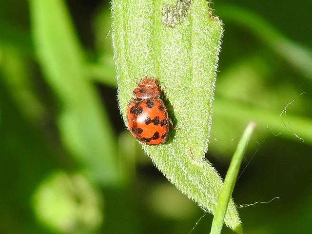 Subcoccinella vigintiquatuorpunctata - lucernaböde