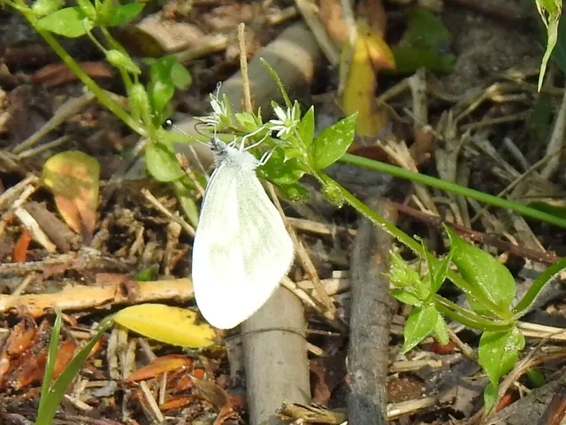 Leptidea sinapis - mustárlepke