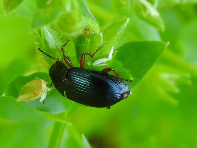 Amara saphyrea - azúrkék közfutó Amara saphyrea - azúrkék közfutó