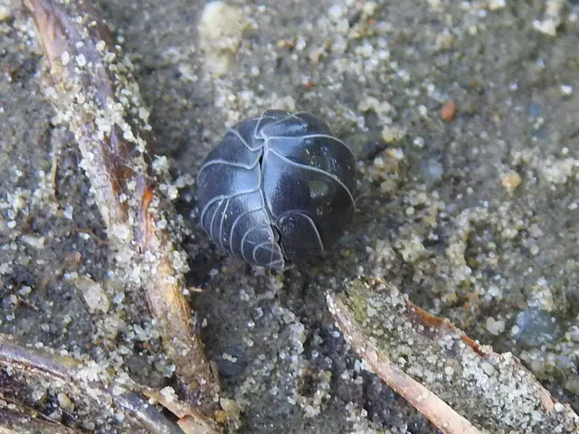 Isopoda - Ászkarákok
