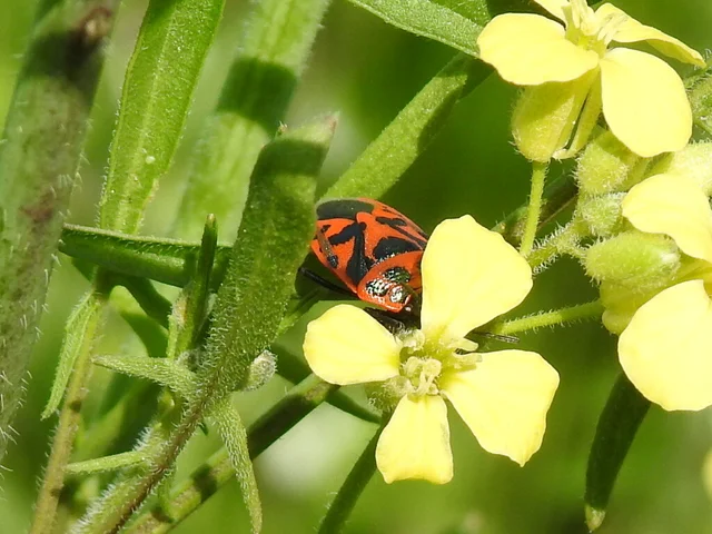 Eurydema ornata - díszespoloska