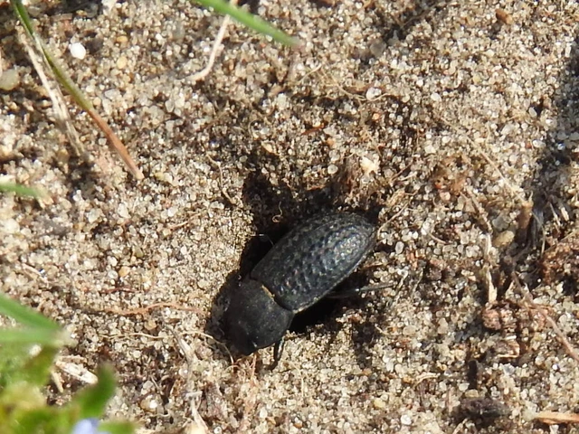 Opatrum sabulosum - sároshátú gyászbogár