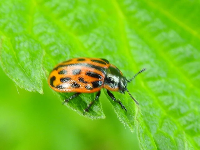 Chrysomela vigintipunctata - húszfoltos fűzlevelész