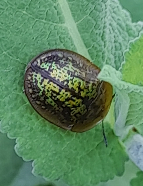 Cassida canaliculata - karimás pajzsbogár Cassida canaliculata - karimás pajzsbogár
