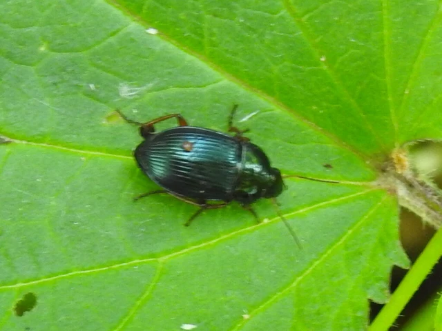 Amara saphyrea - azúrkék közfutó Amara saphyrea - azúrkék közfutó