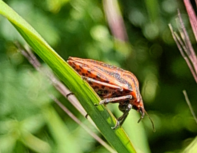 Graphosoma italicum - csíkos pajzsospoloska