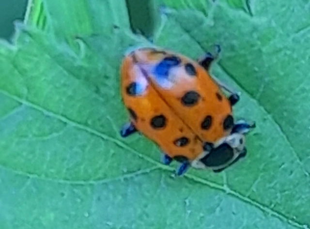 Hippodamia tredecimpunctata - mocsári katica