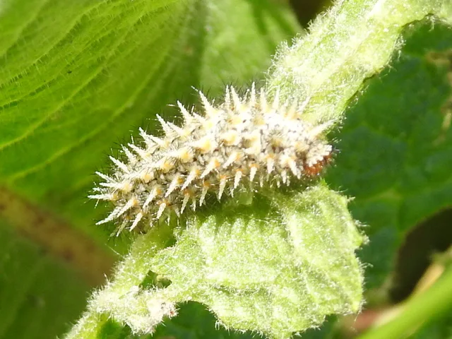 Melitaea trivia - kis tarkalepke
