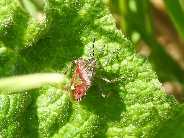 Dolycoris baccarum - közönséges bogyómászó-poloska Dolycoris baccarum - közönséges bogyómászó-poloska