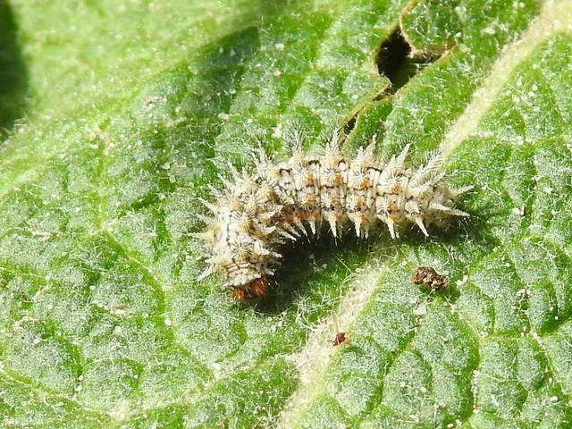 Melitaea trivia - kis tarkalepke