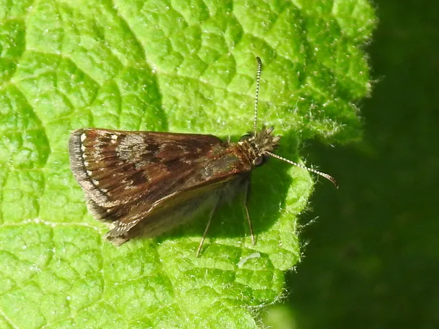 Erynnis tages - cigánylepke