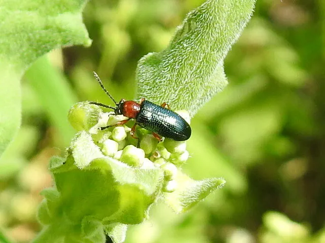 Oulema melanopus/duftschmidi