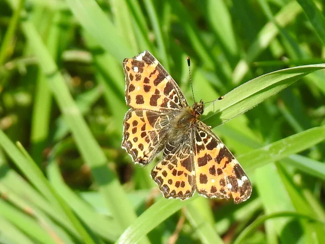 Araschnia levana - pókhálós lepke