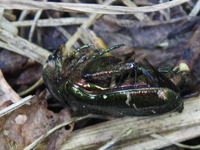 Cetonia aurata - aranyos virágbogár Cetonia aurata - aranyos virágbogár