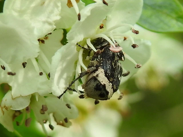 Valgus hemipterus - suta virágbogár