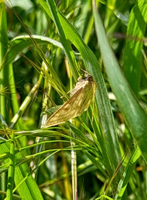 Sitochroa verticalis - világossárga dudvamoly