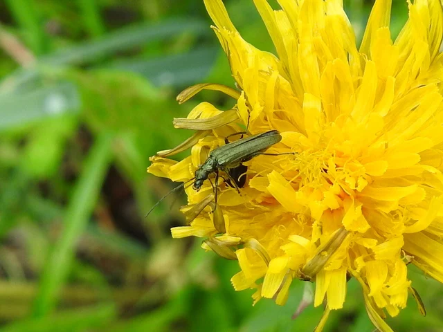 Oedemera