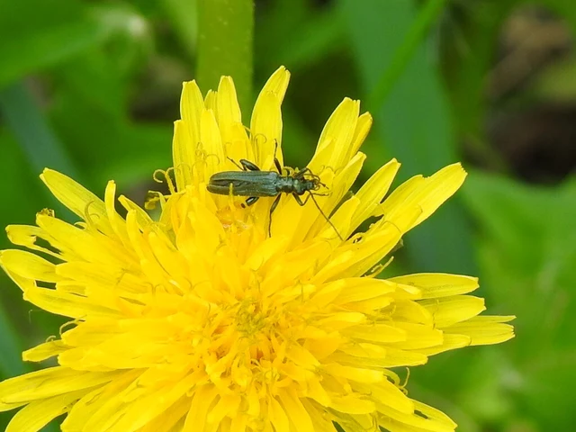 Oedemera