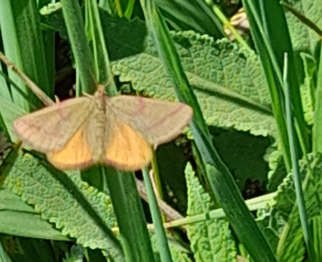 Lythria purpuraria - bíborsávos araszoló