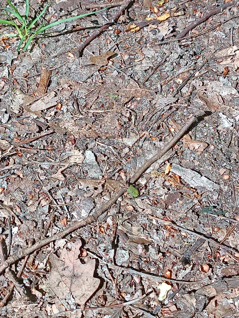Cicindela campestris - mezei homokfutrinka