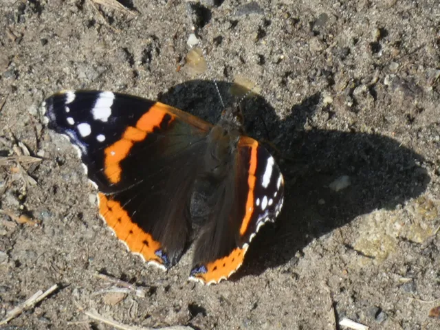 Vanessa atalanta - atalantalepke