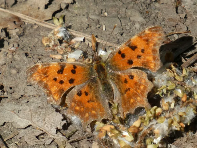 Nymphalis c-album - C-betűs lepke