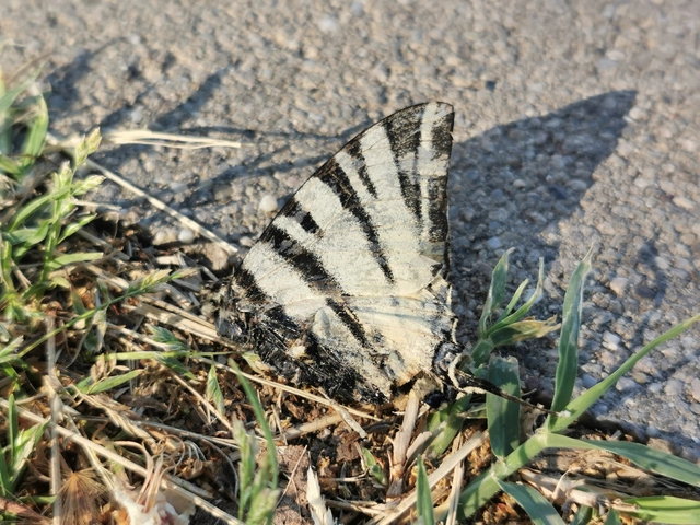 Iphiclides podalirius - kardoslepke