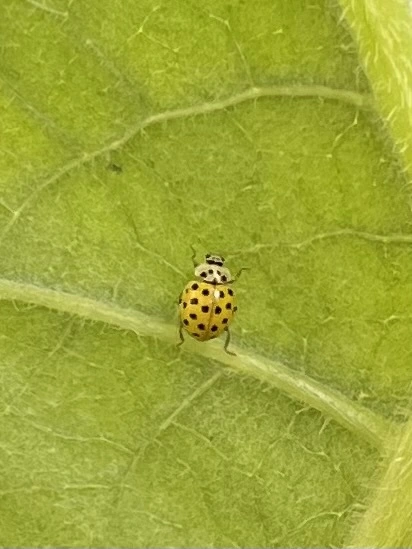 Psyllobora vigintiduopunctata - huszonkétpettyes katica