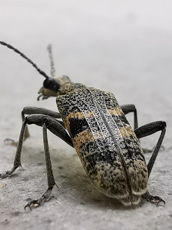 Rhagium mordax - cser-tövisescincér