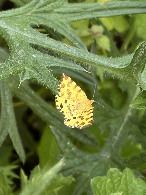Pseudopanthera macularia - párducfoltos araszoló