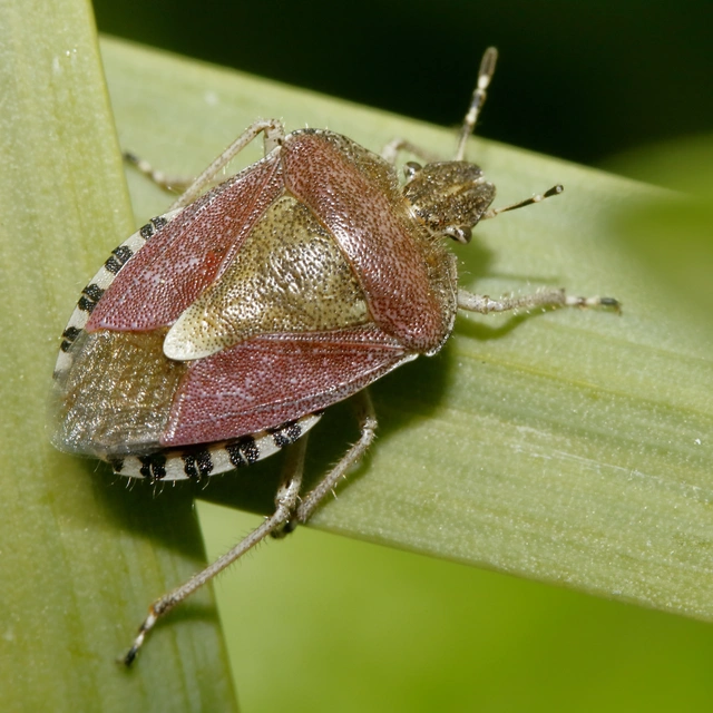 Dolycoris baccarum - közönséges bogyómászó-poloska Dolycoris baccarum - közönséges bogyómászó-poloska
