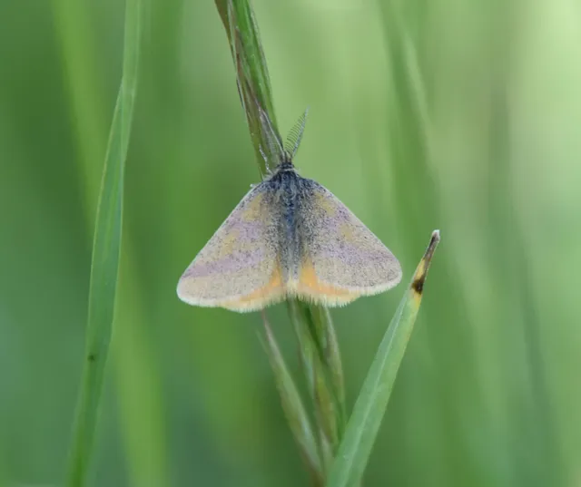 Lythria purpuraria - bíborsávos araszoló